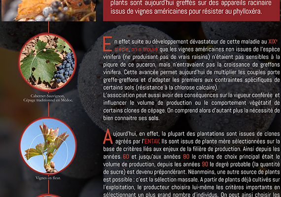 Création et conception totale de la charte graphique. Réalisation de douze panneaux grand format (historique, origine, terroir, vinification) dédié au chai. Objectif : animer les visites ainsi que les dégustations 